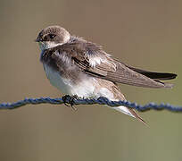 Sand Martin