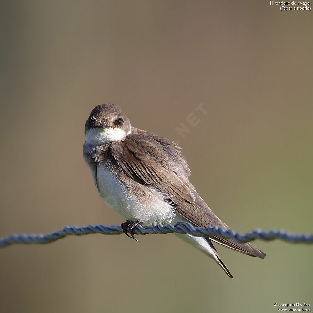 Hirondelle de rivageadulte nuptial, identification