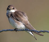 Sand Martin