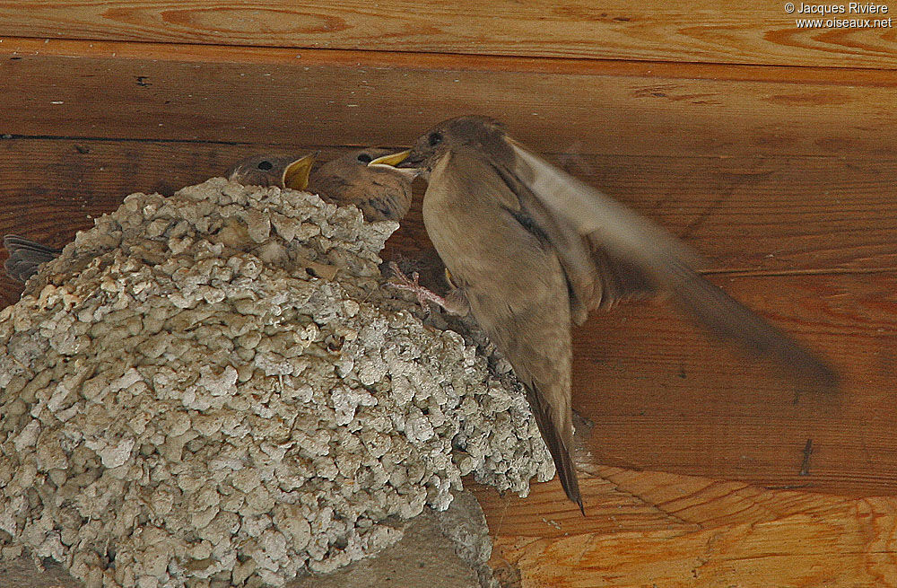 Hirondelle de rochersadulte nuptial, Nidification