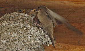 Eurasian Crag Martin