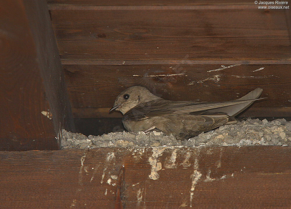 Hirondelle de rochersadulte nuptial, Nidification