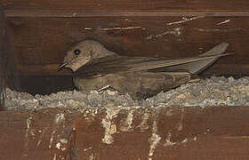 Eurasian Crag Martin