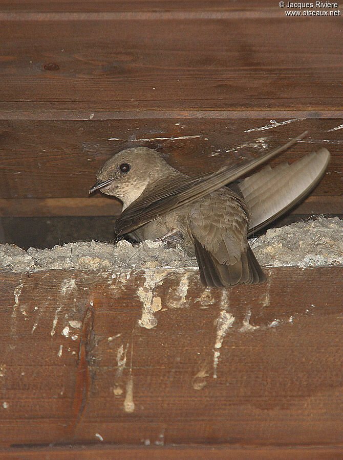 Hirondelle de rochersadulte nuptial, Nidification