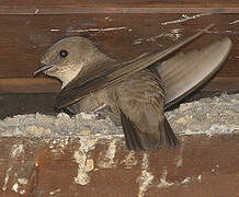 Eurasian Crag Martin