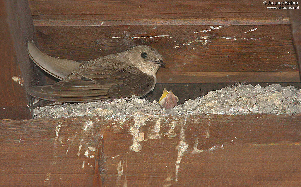 Hirondelle de rochersadulte nuptial, Nidification