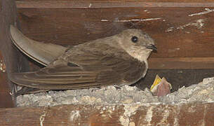 Eurasian Crag Martin