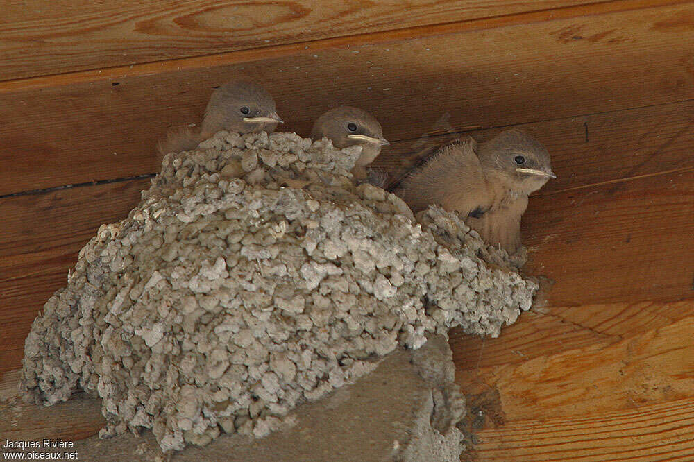 Hirondelle de rochers, Nidification