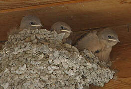 Eurasian Crag Martin