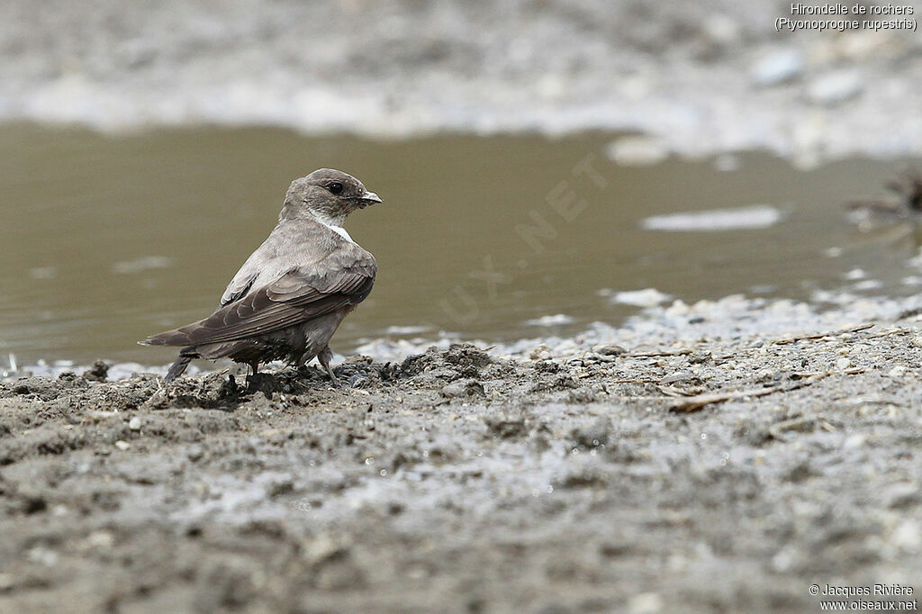 Eurasian Crag Martinadult breeding, identification, Reproduction-nesting