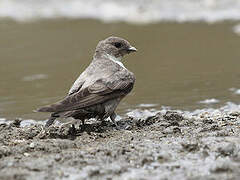 Eurasian Crag Martin