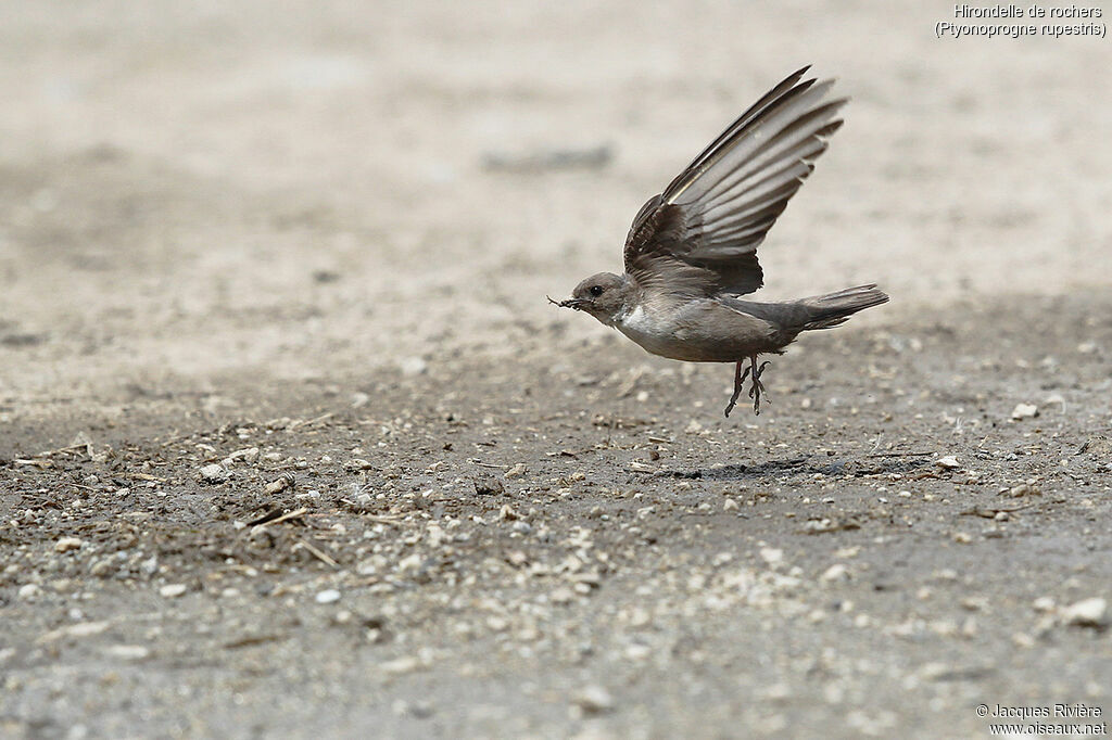 Hirondelle de rochersadulte nuptial, identification, Nidification