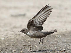 Eurasian Crag Martin