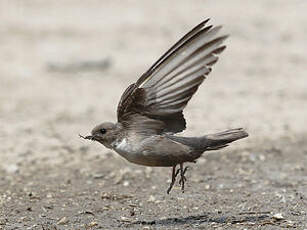 Hirondelle de rochers