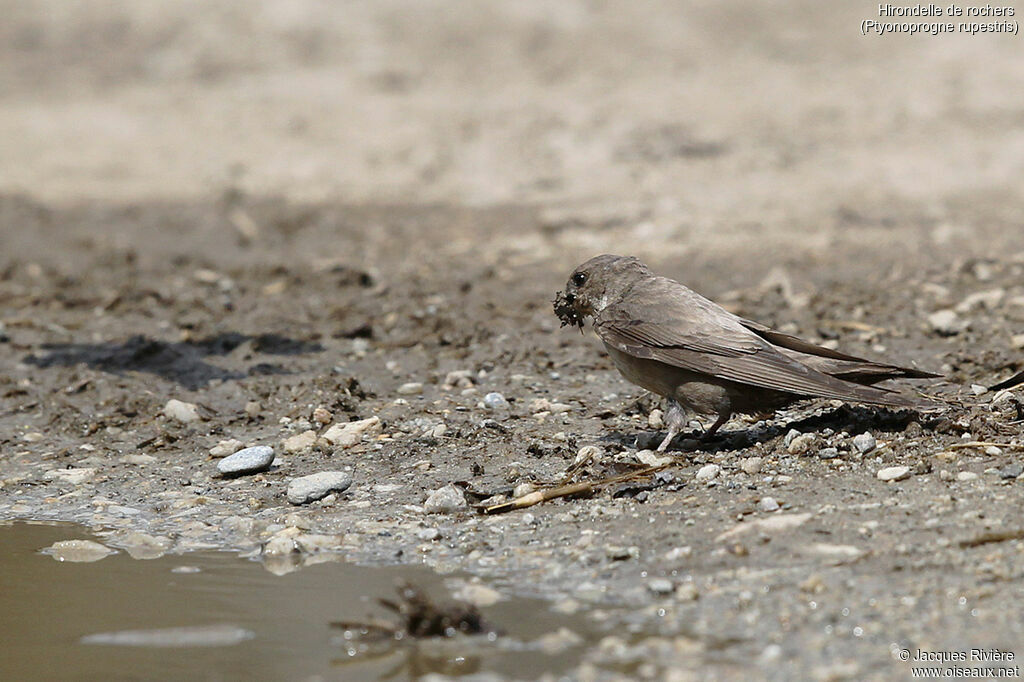 Hirondelle de rochersadulte nuptial, identification, Nidification