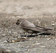 Eurasian Crag Martin