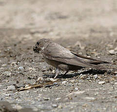 Hirondelle de rochers