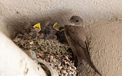 Hirondelle de rochers