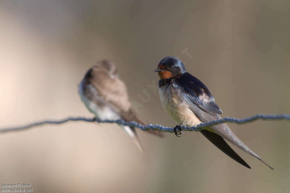 Hirondelle rustique mâle adulte nuptial, identification