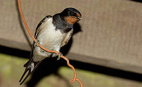 Barn Swallow