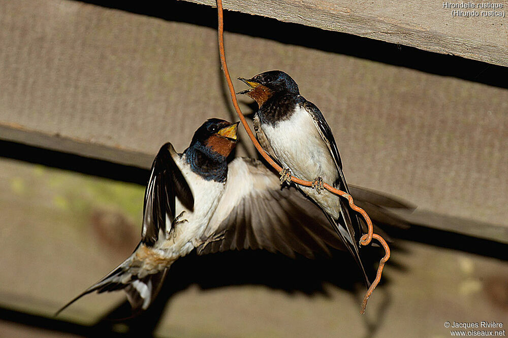 Barn Swallowadult breeding, Flight, courting display