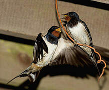 Barn Swallow