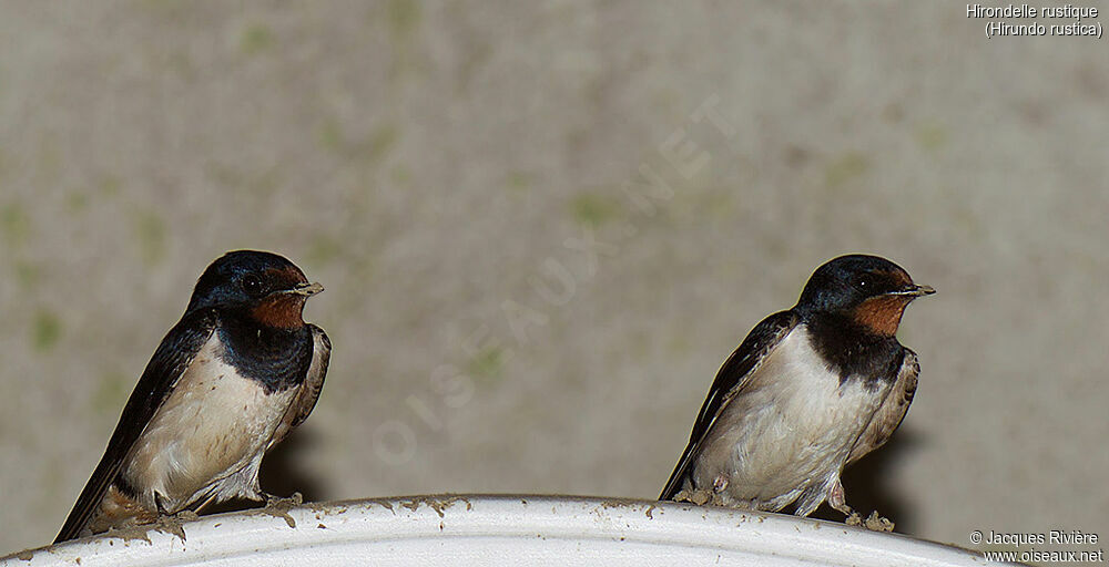 Hirondelle rustiqueadulte nuptial