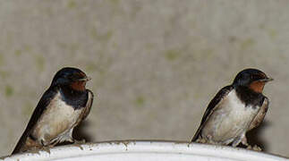 Barn Swallow