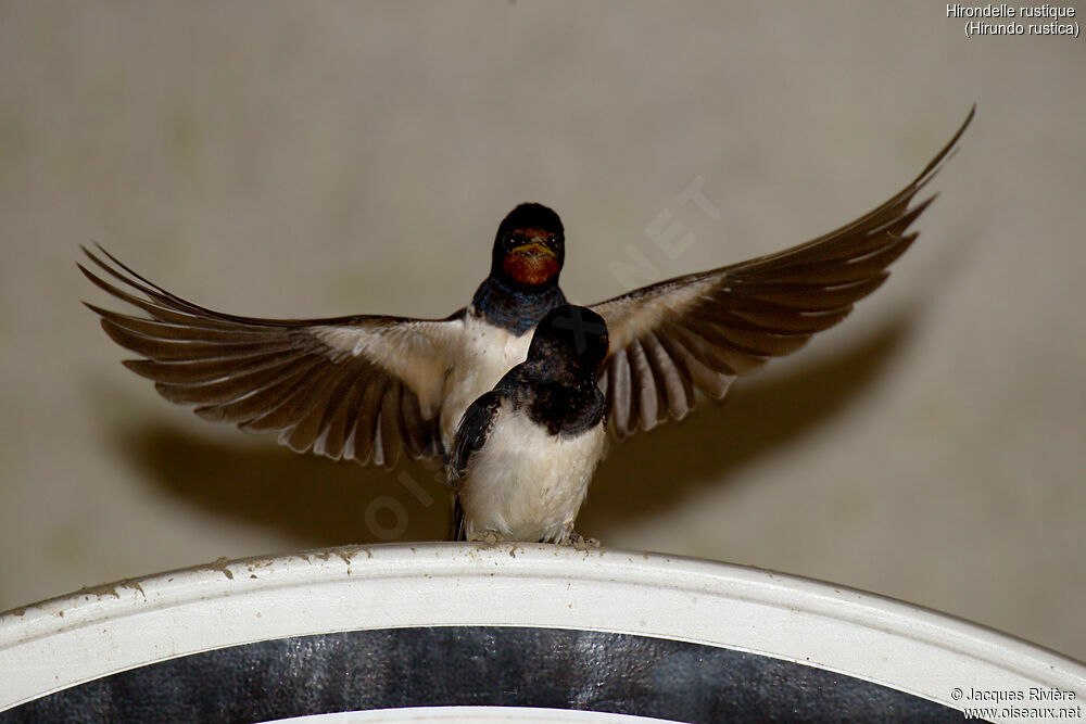 Hirondelle rustiqueadulte nuptial, accouplement.