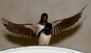 Barn Swallow