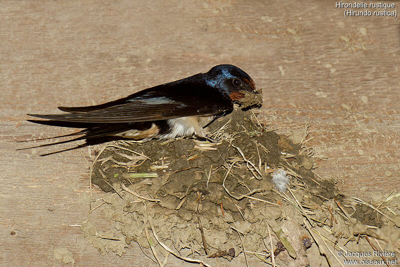 Barn Swallow male adult breeding, identification, Reproduction-nesting