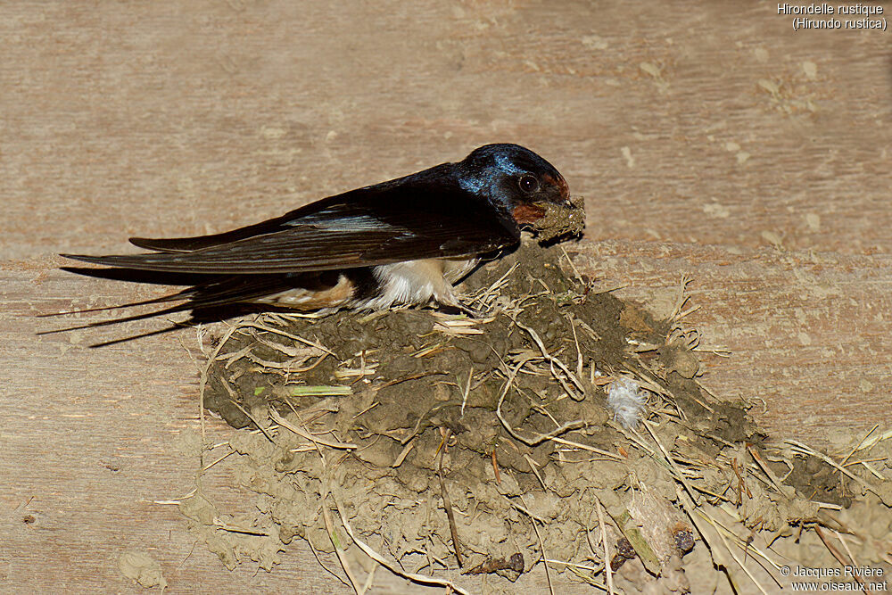 Hirondelle rustique mâle adulte nuptial, identification, Nidification