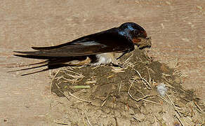 Barn Swallow