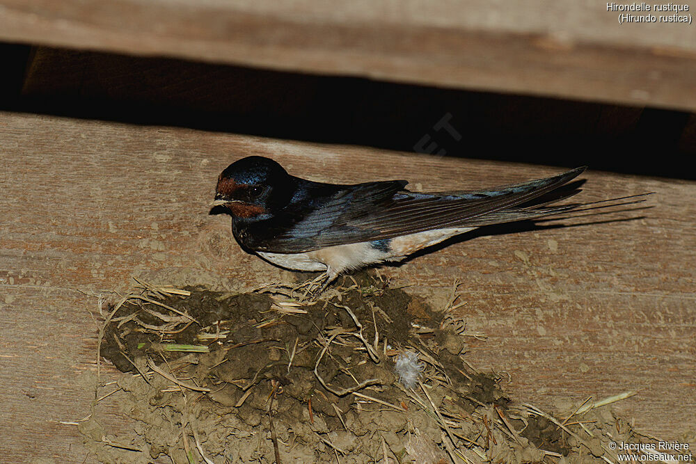 Hirondelle rustique mâle adulte nuptial, identification, Nidification