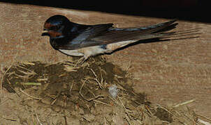 Barn Swallow