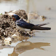 Barn Swallow