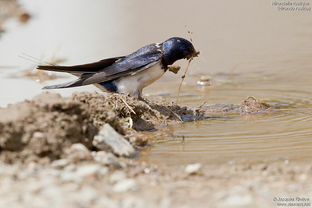 Hirondelle rustiqueadulte nuptial, identification, Nidification