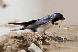 Barn Swallow