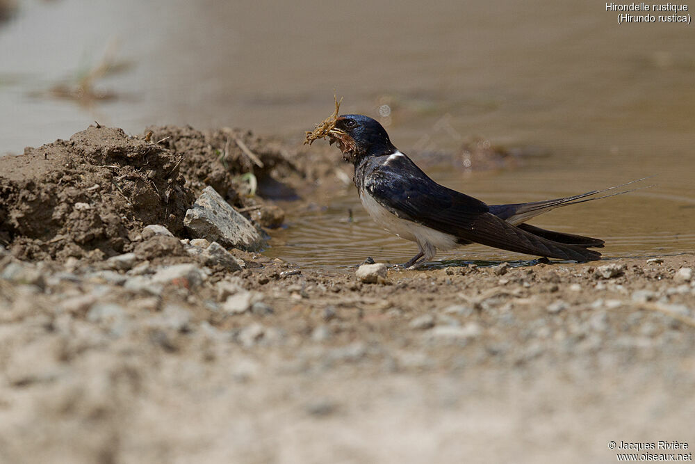 Barn Swallowadult breeding, identification, Reproduction-nesting