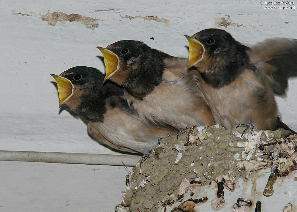 Hirondelle rustiquejuvénile, Nidification