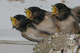 Barn Swallow