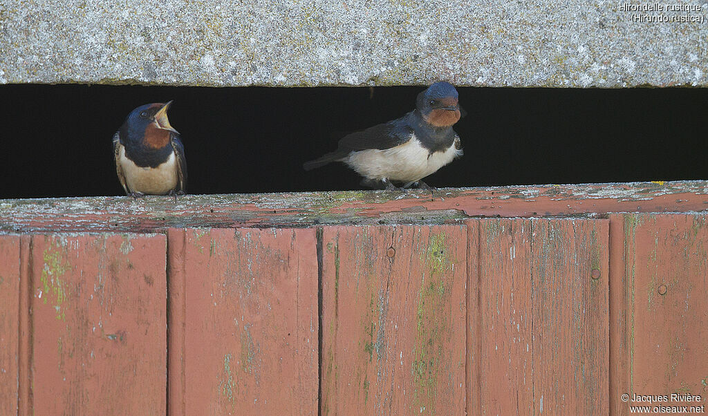 Barn Swallowadult breeding, song