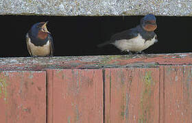 Barn Swallow