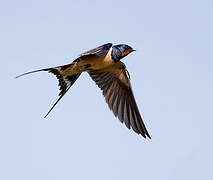 Barn Swallow