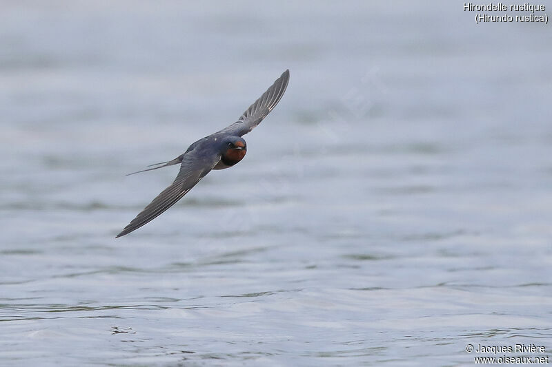 Barn Swallow male adult breeding, Flight