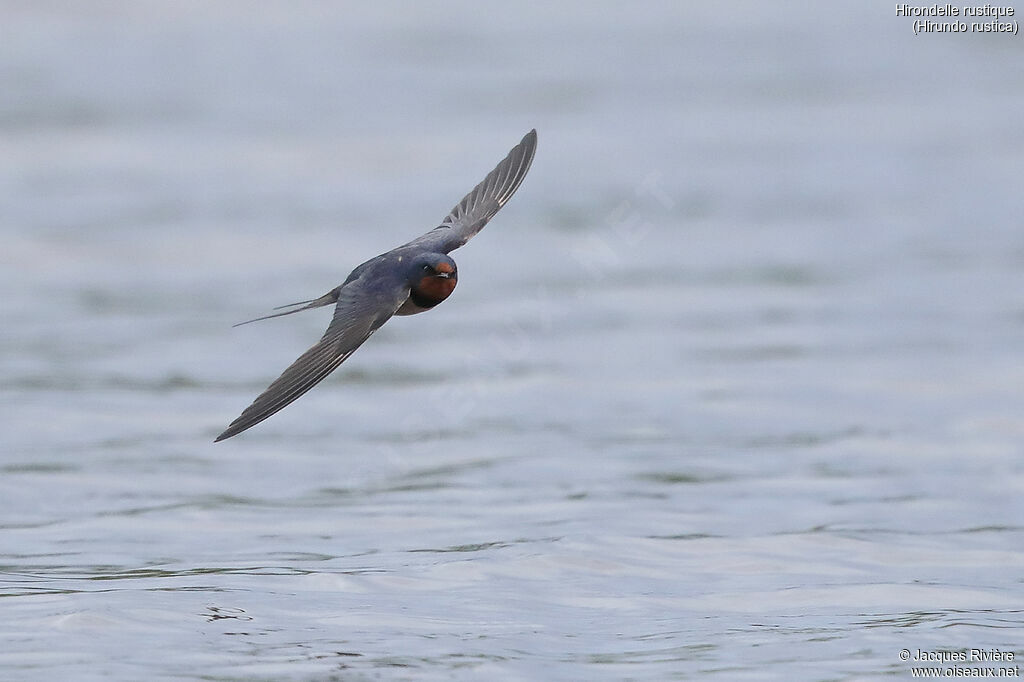 Barn Swallow male adult breeding, Flight