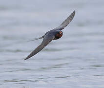 Barn Swallow