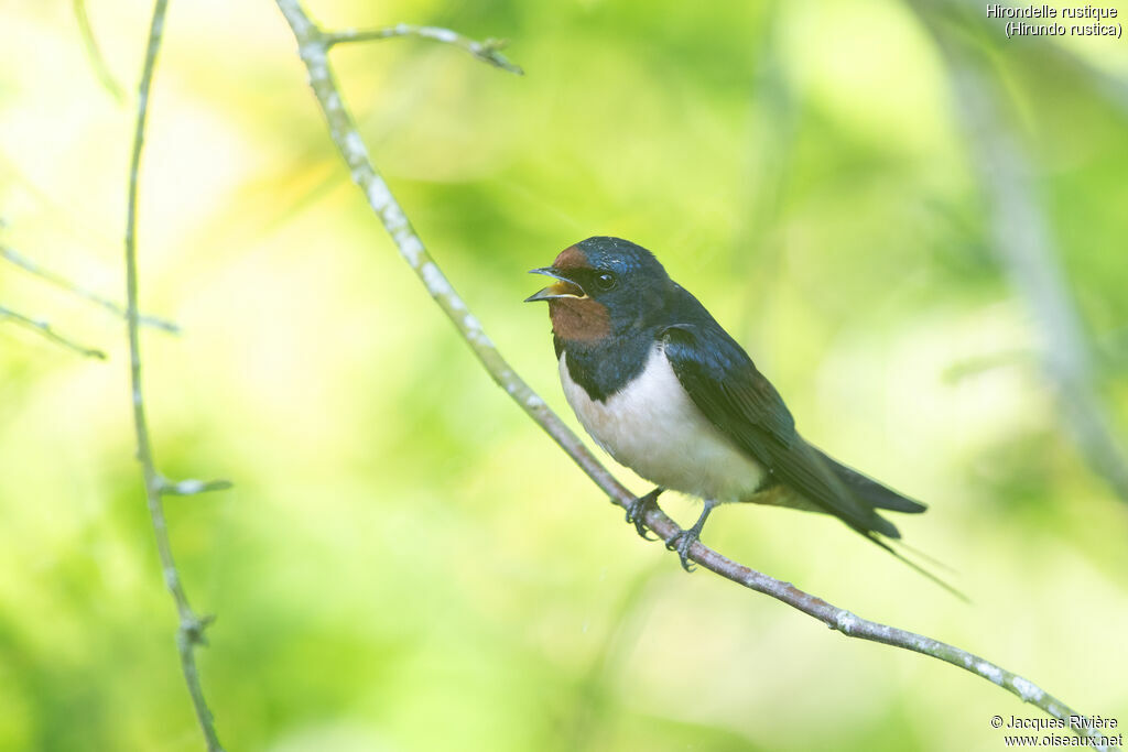 Barn Swallow male adult, identification, song