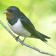 Hirondelle rustique