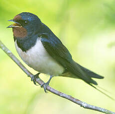 Hirondelle rustique